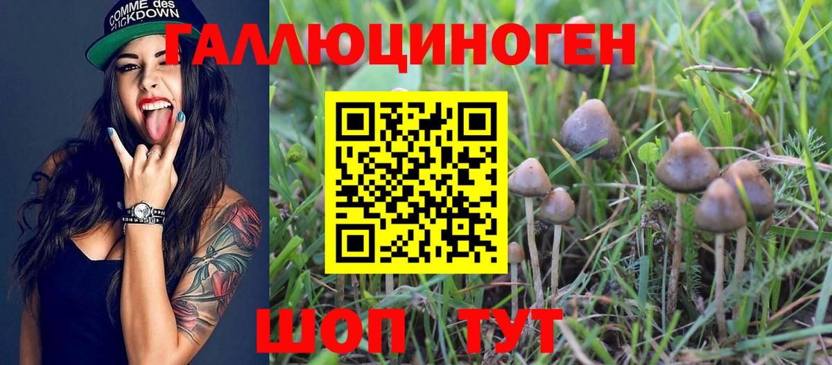 Псилоцибиновые грибы Psilocybe Мичуринск